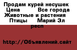 Продам курей несушек › Цена ­ 350 - Все города Животные и растения » Птицы   . Марий Эл респ.